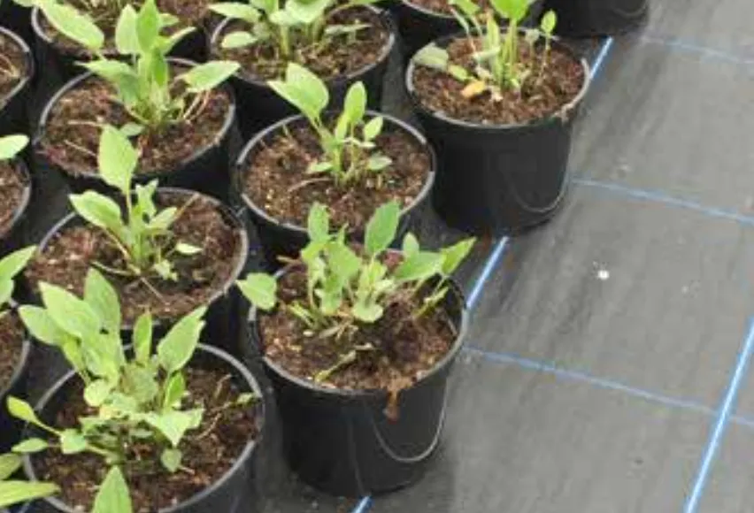 Permatex Ultra Heavy Duty Woven Weed Control Membrane (100gsm)