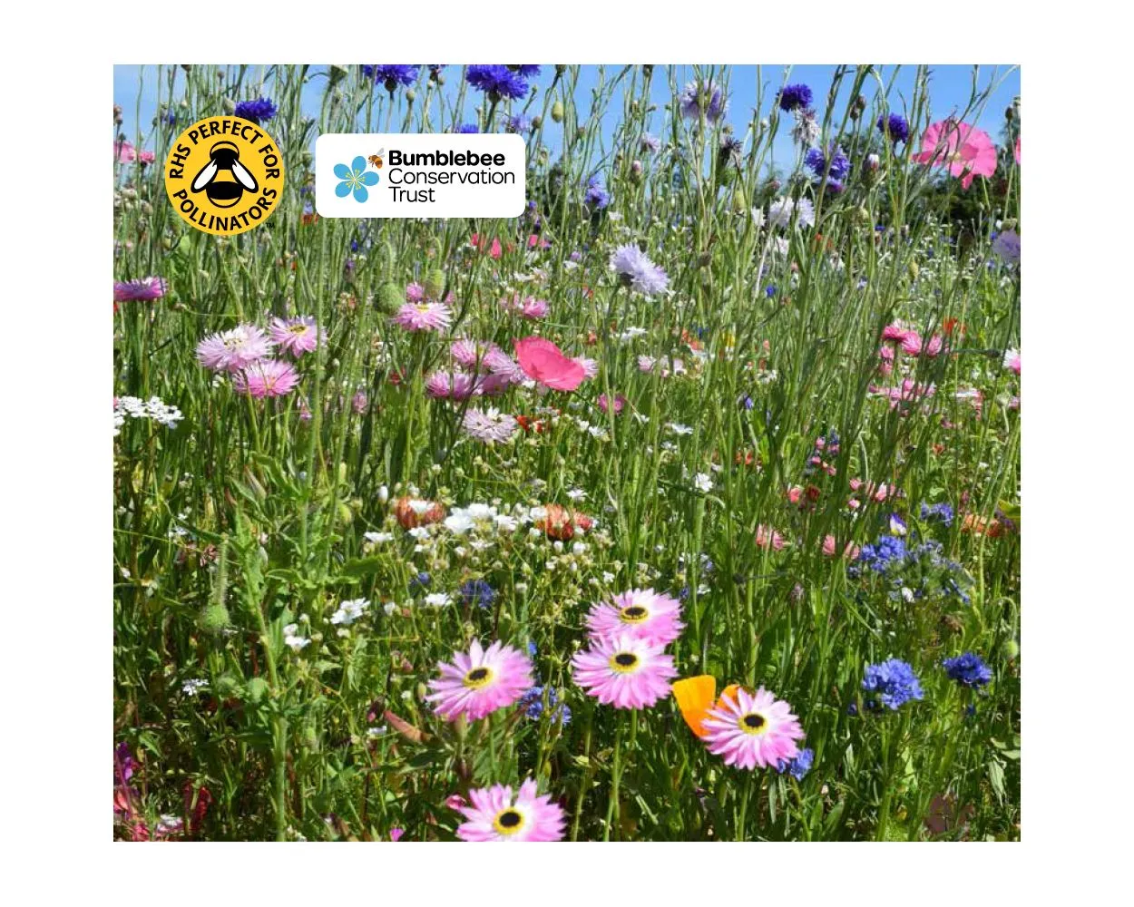 Colour Boost Carnival Wildflower Mix, 1kg