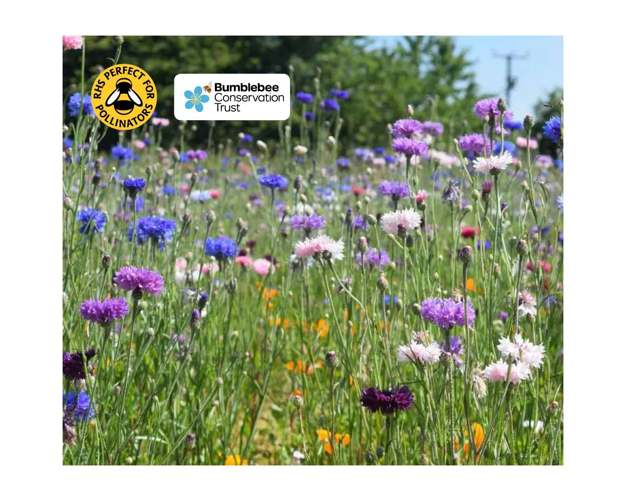 Colour Boost Floral Carpet, Wildflower Mix, 1kg