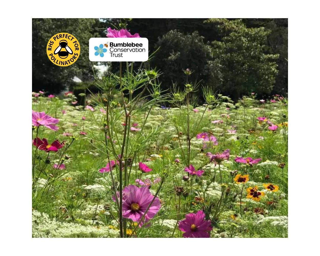 Colour Boost Biodiversity Wildflower Mix - Deliver colour and life with this important mix for wildlife,1kg