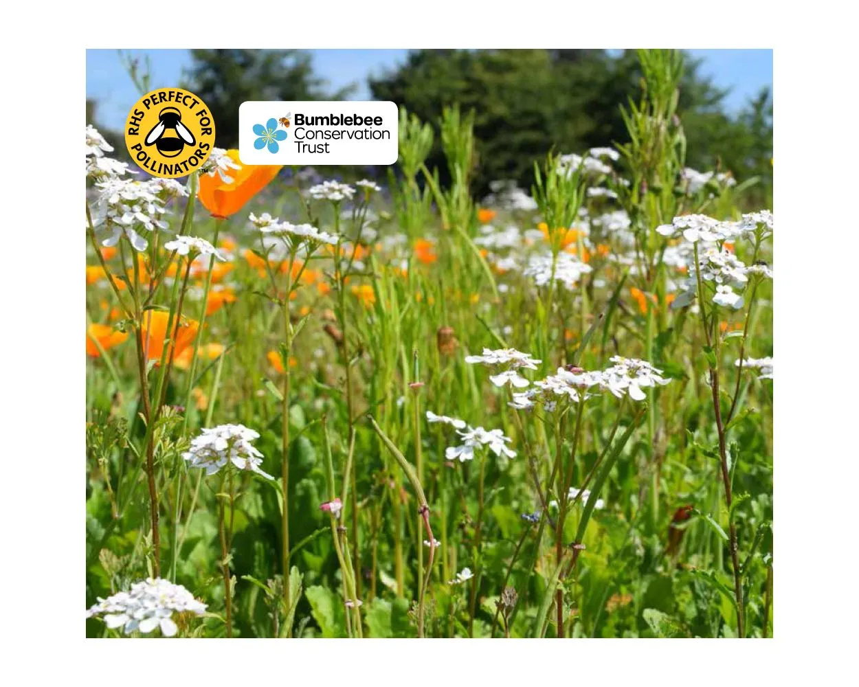 Colour Boost Skyscraper Wildflower Mix - High Impact Taller Growing Species,1kg