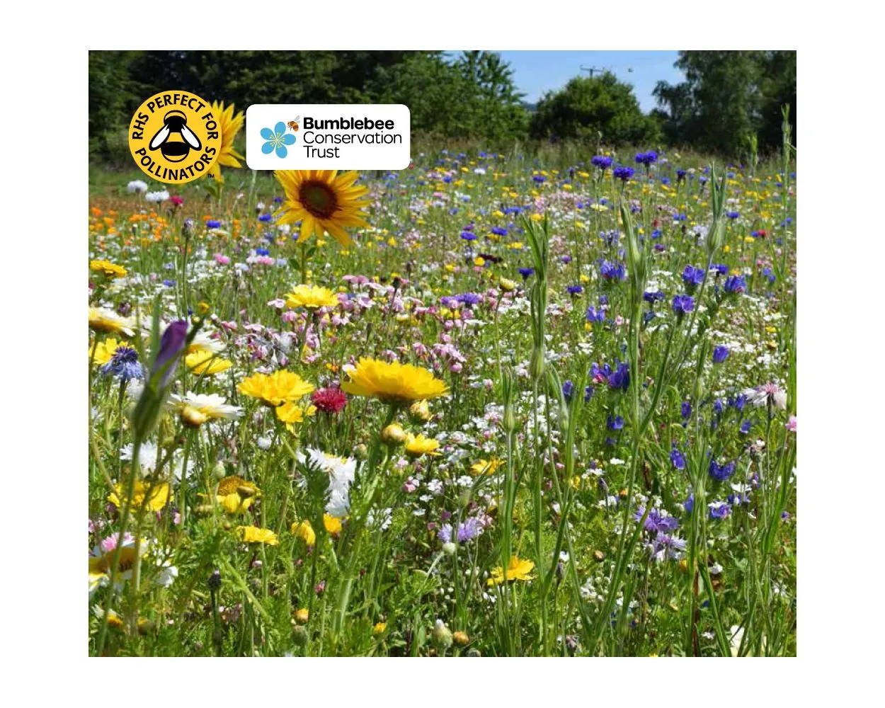 Colour Boost Honey Bee & Butterfly, Wildflower Mix, 1kg