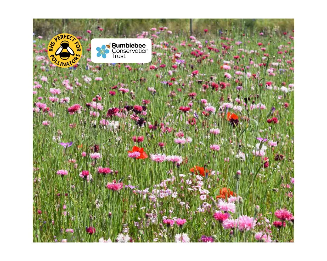 Colour Boost Blush Wildflower Mix - Annuals to appeal to the heart, 1kg