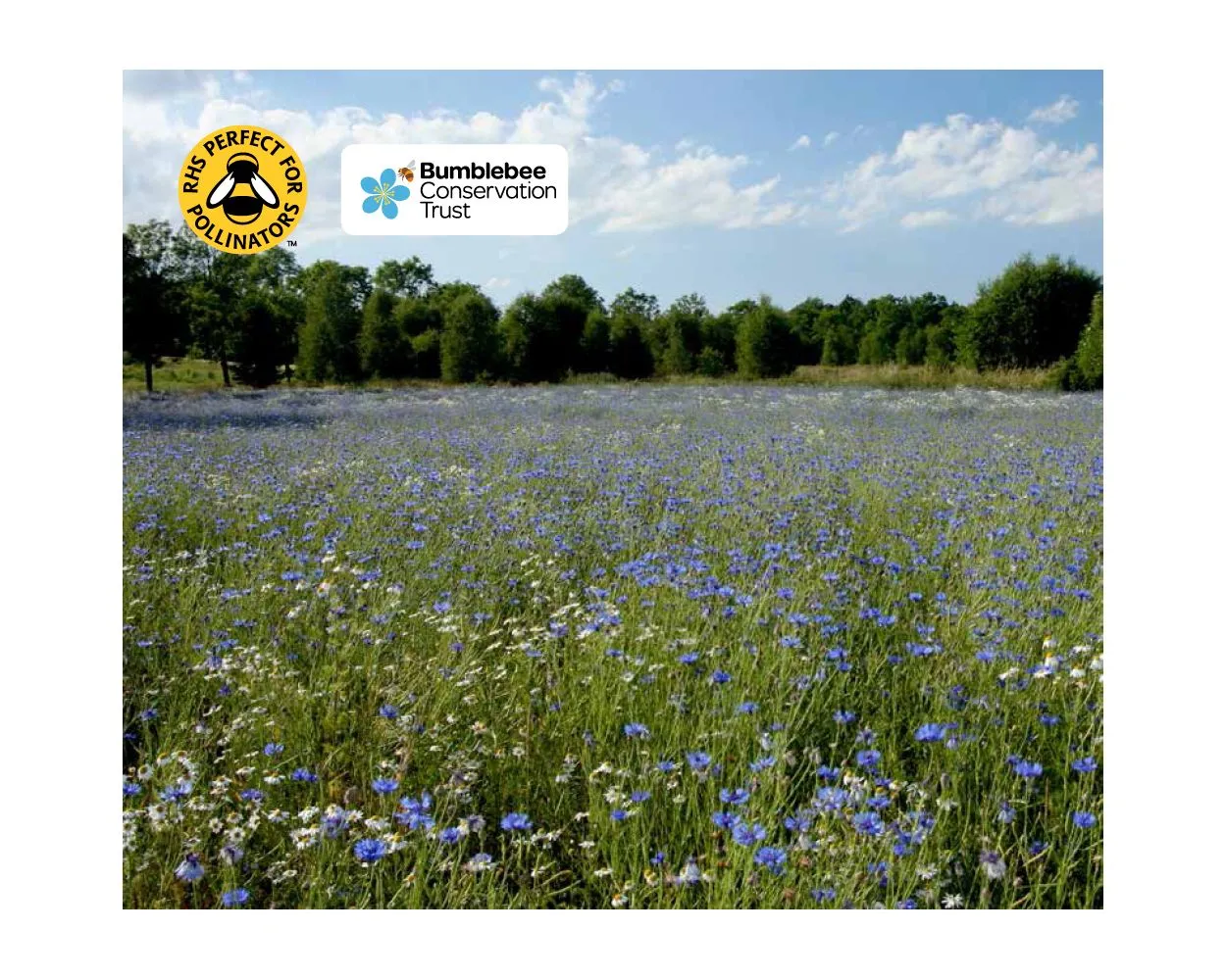 Colour Boost Classical Wildflower Mix - A regal mix of beautiful blues and wonderful whites, 1kg