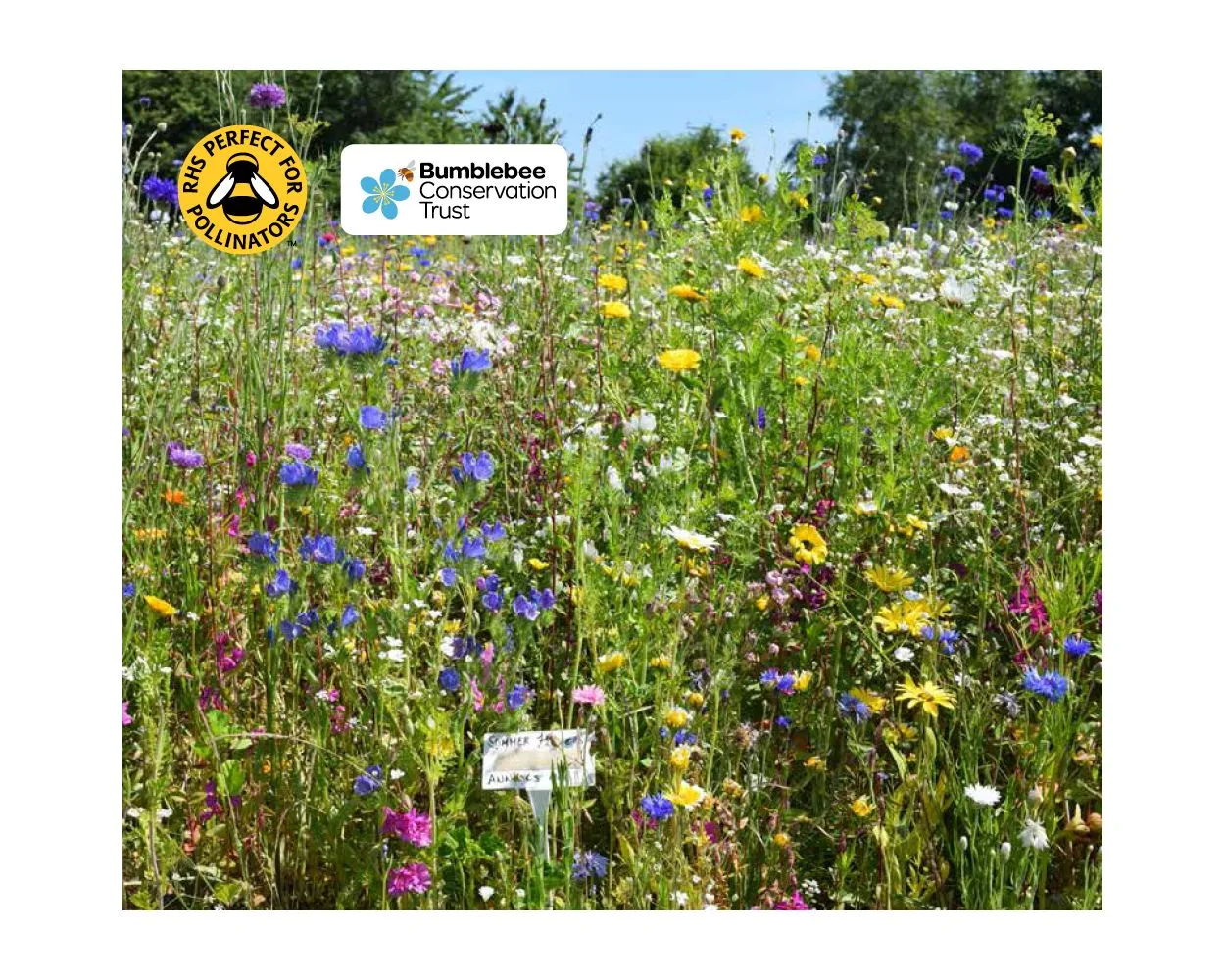 Colour Boost Chameleon Wildflower Mix - Ever-changing mix for bold colour throughout the season, 1kg