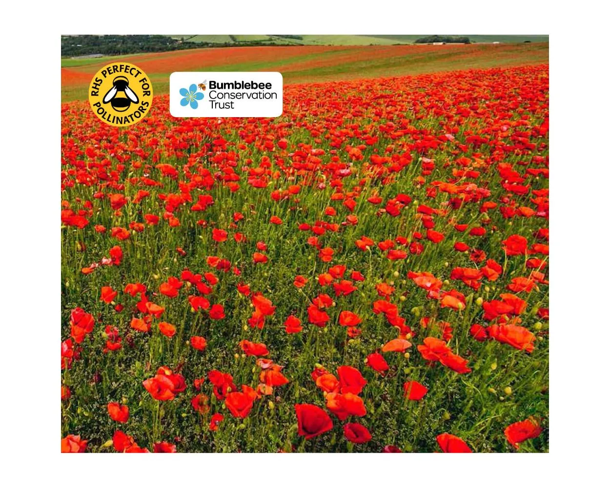 Colour Boost Poppy Wildflower Mix - 100% Poppy - The epitome of remembrance and reflection, 0.5kg