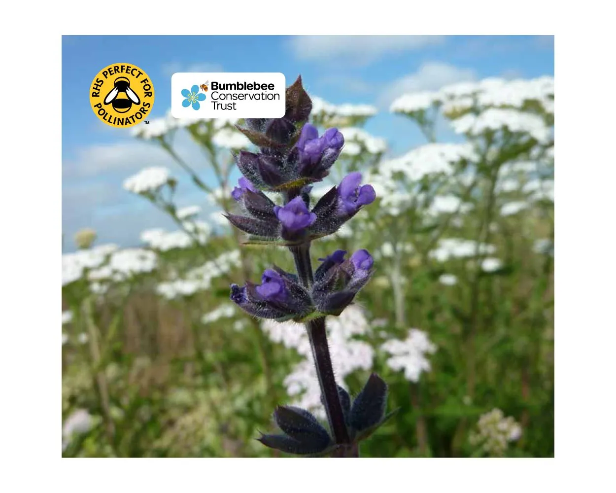 Pro-Flora 9 Heritage General Purpose, Wild Flower Mix, 1kg